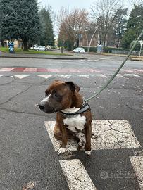 Staffordshire bull terrier maschio