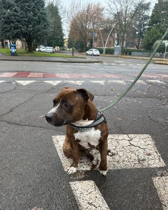 Staffordshire bull terrier maschio