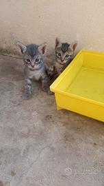 Dolcissimi gattini
