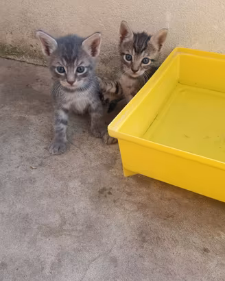 Dolcissimi gattini