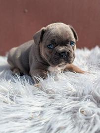 Bulldog francesi esotici