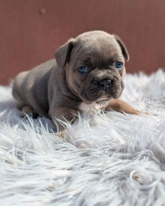 Bulldog francesi esotici