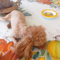 Barboncino teacup x monta