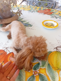 Barboncino teacup x monta