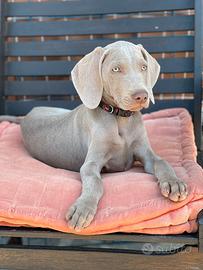 Cuccioli di Weimaraner