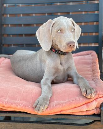Cuccioli di Weimaraner