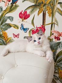Cuccioli di gatto ragdoll