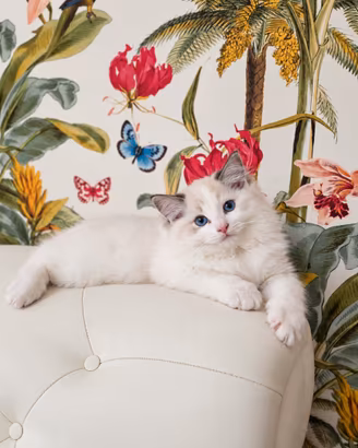 Cuccioli di gatto ragdoll