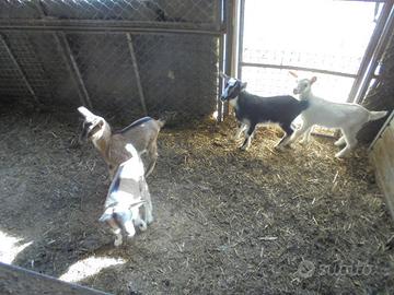 4 cuccioli maschi capre tibetane