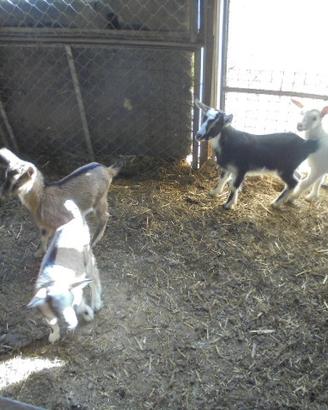 4 cuccioli maschi capre tibetane