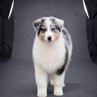 Pastore australiano femmina