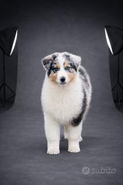 Pastore australiano femmina