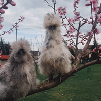 Galline ornamentali e pulcini