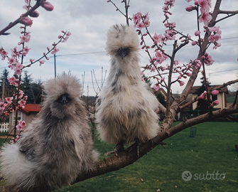 Galline ornamentali e pulcini