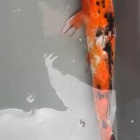 Carpe Koi