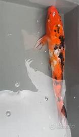 Carpe Koi