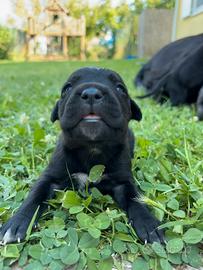 Cuccioli CANE CORSO