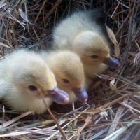 Piccoli anatre mute colori particolari