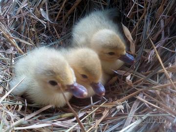 Piccoli anatre mute colori particolari