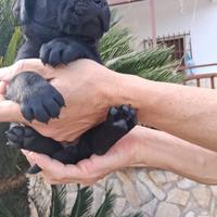 Vendita cani incorcio Labrador-Amstaff