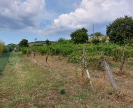 Terreno agricolo