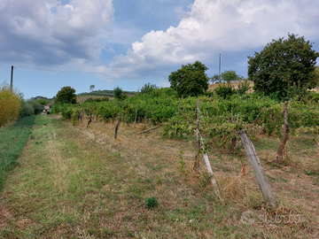 Terreno agricolo