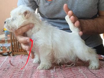 West Highland White Terrier