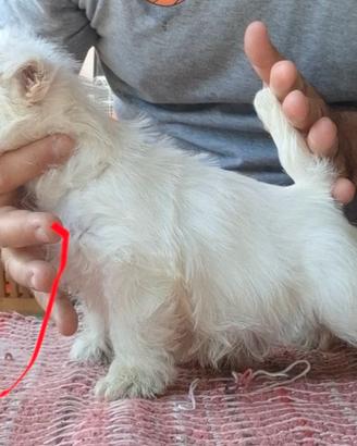 West Highland White Terrier