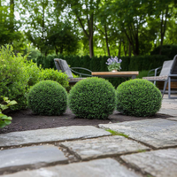 Piante da siepe di ilex crenata Convexa