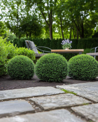 Piante da siepe di ilex crenata Convexa