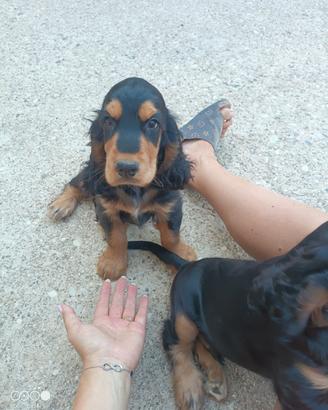 Cuccioli Cocker Spaniel Inglese