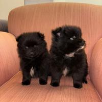 Cuccioli di Spitz (Pomerania)