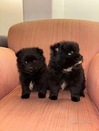 Cuccioli di Spitz (Pomerania)