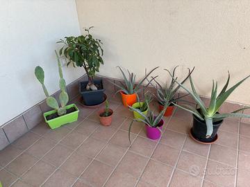 Piante aloe vera, più altre piante