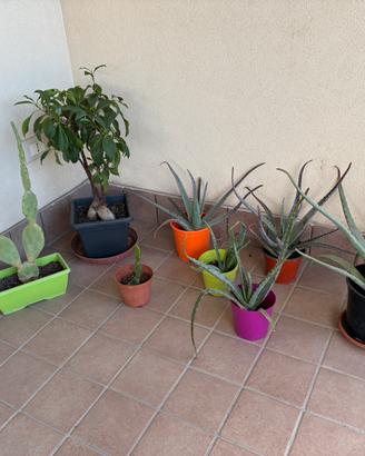 Piante aloe vera, più altre piante