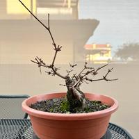 Acero campestre bonsai