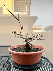 Acero campestre bonsai
