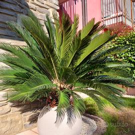 Cycas Revoluta