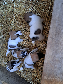 Cuccioli jack russell