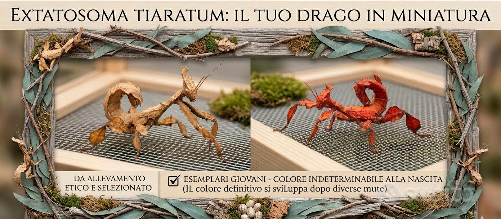 Extatosoma tiaratum - Insetti foglia australiani - Animali In vendita a ...