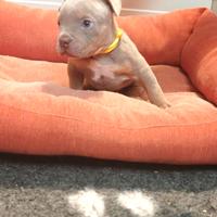 Cuccioli American bully pocket