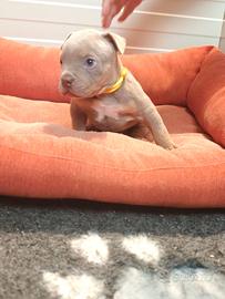 Cuccioli American bully pocket