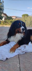 Disponibile Bovaro del bernese per monta