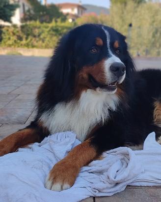 Disponibile Bovaro del bernese per monta