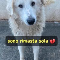 Bell-Taglia grande. Sì con altri cani e dolcissima