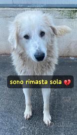 Bell-Taglia grande. Sì con altri cani e dolcissima