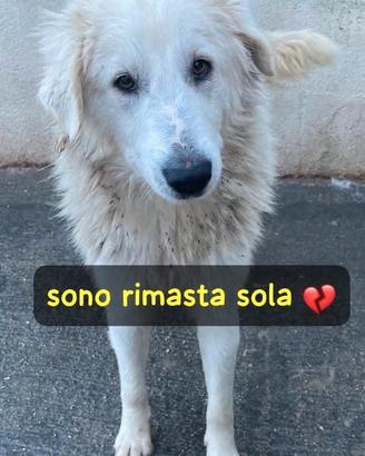 Bell-Taglia grande. Sì con altri cani e dolcissima