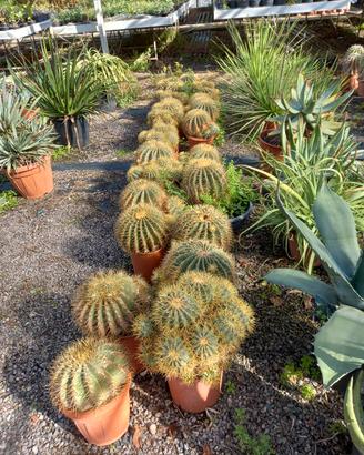 piante grasse