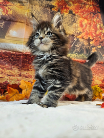 LEGGERE SOTTO Maine Coon ALTISSIMO LIVELLO