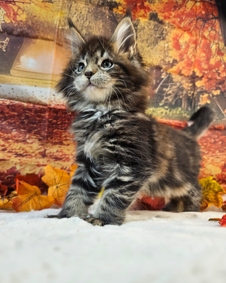 LEGGERE SOTTO Maine Coon ALTISSIMO LIVELLO